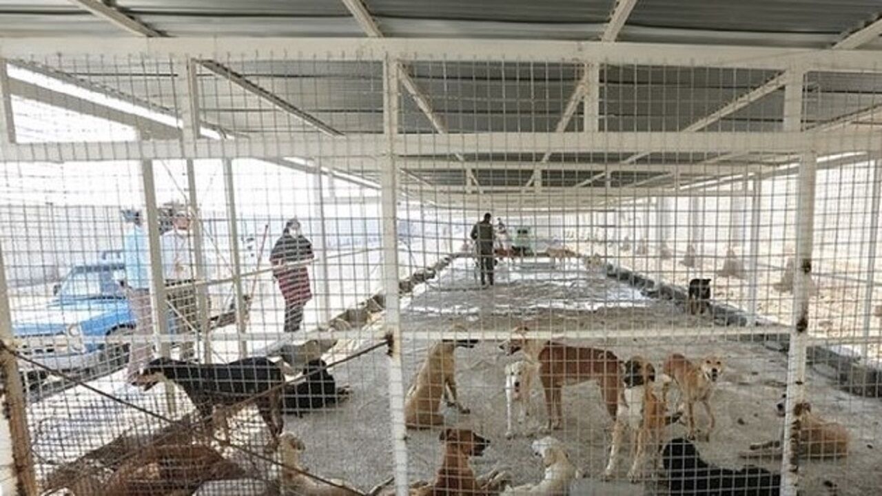 جمعیت سگهای ولگرد در کرمان و پاسکاری ادارات + فیلم