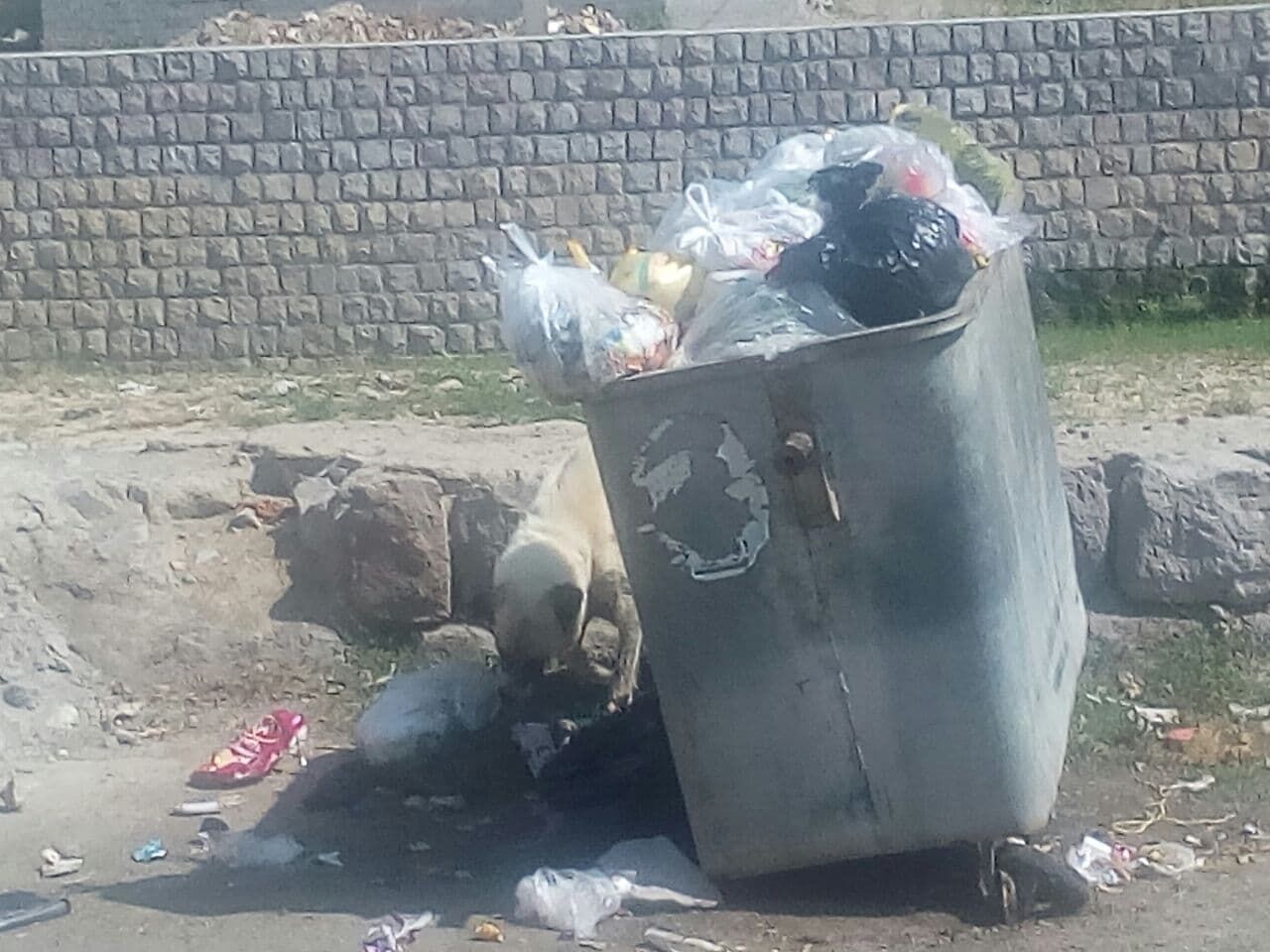 جمعیت سگهای ولگرد در کرمان و پاسکاری ادارات + فیلم