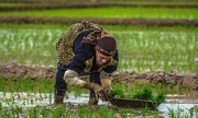 ۶۰۰ دوبیتی عامیانه گیلان منتشر شد