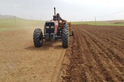 ۶۵۰ هزار هکتار از اراضی کشاورزی کردستان زیرکشت پاییزه رفت