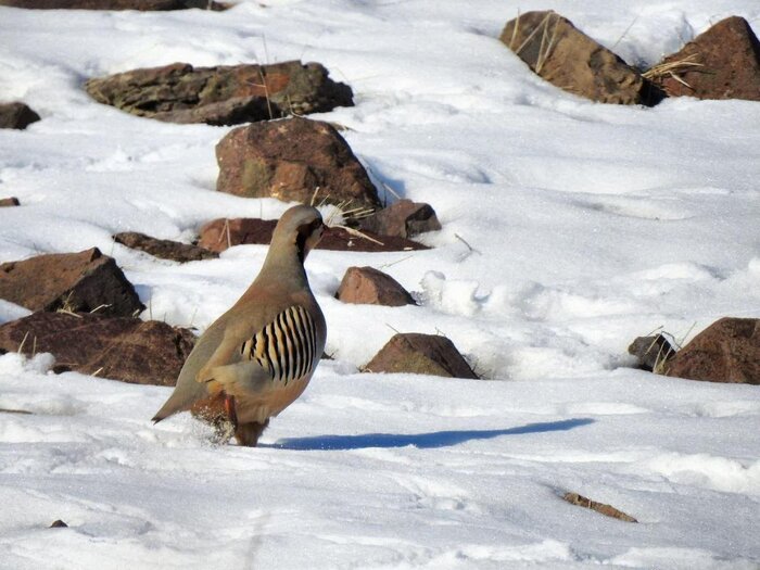 شودام؛ قتل عام پرندگان و تاراج حیات وحش