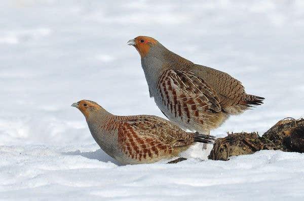 شودام؛ قتل عام پرندگان و تاراج حیات وحش