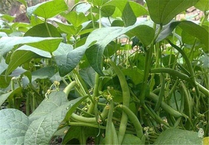 پاییزِ سرسبز شالیزارهای گیلان در کشت دوم محصولات