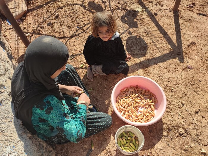 چگونه بلوط با زندگی مردم زاگرس آمیخته شده است؟