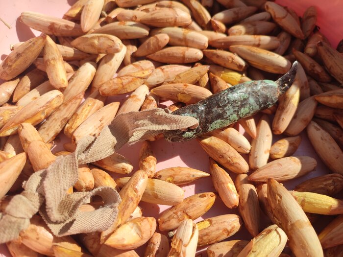 چگونه بلوط با زندگی مردم زاگرس آمیخته شده است؟