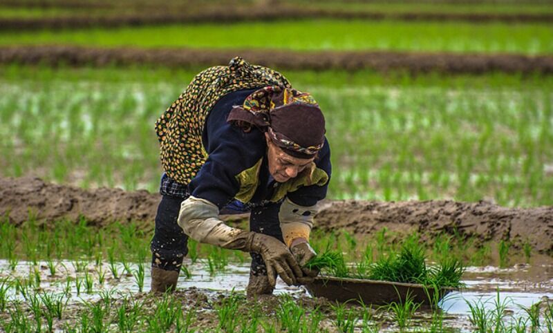 مرگ ۲ مازندرانی براثر ابتلا به "تب شالیزار" تکذیب شد