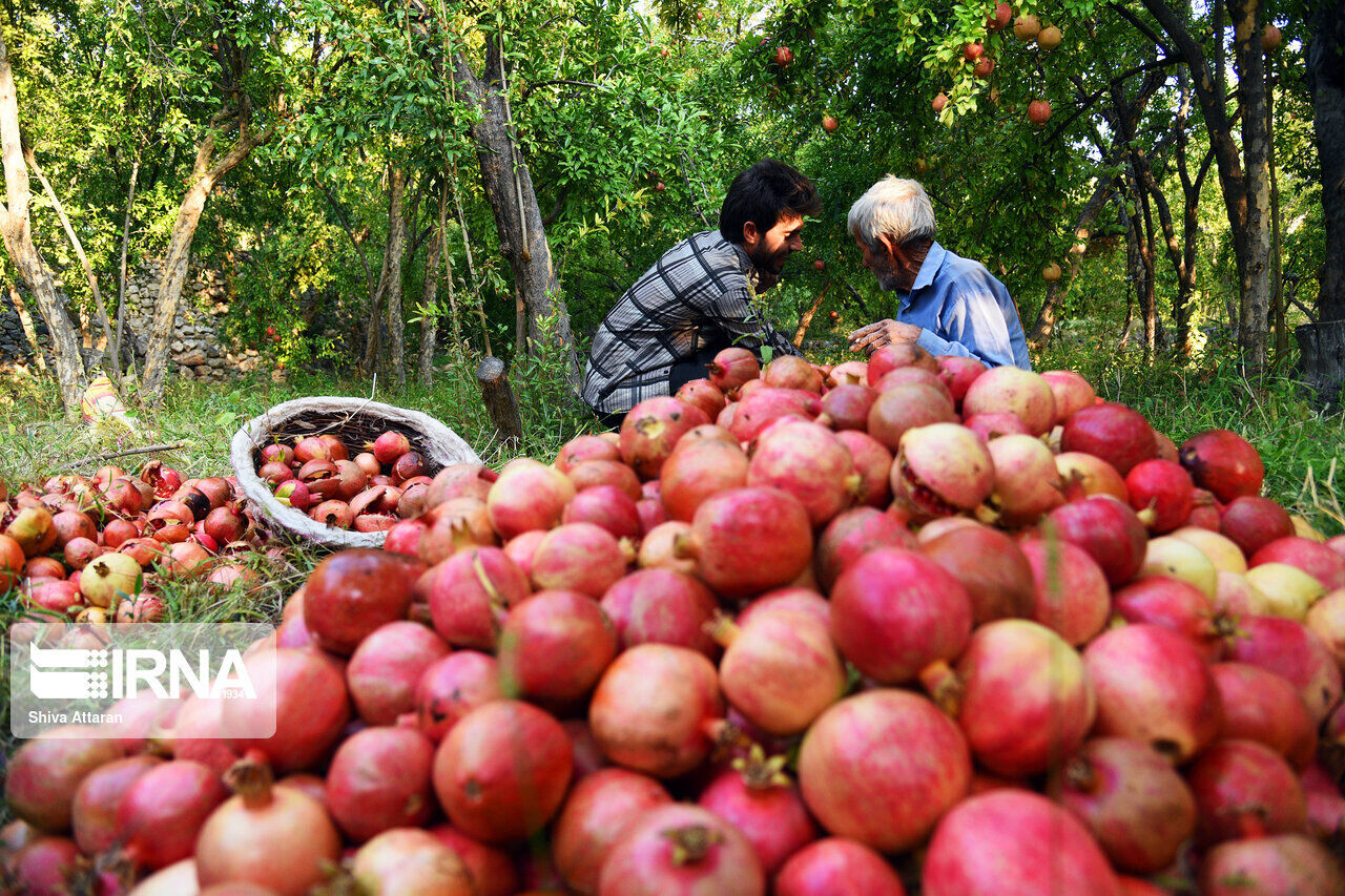 سومین جشنواره انار استان یزد در روستای سریزد مهریز برگزار شد