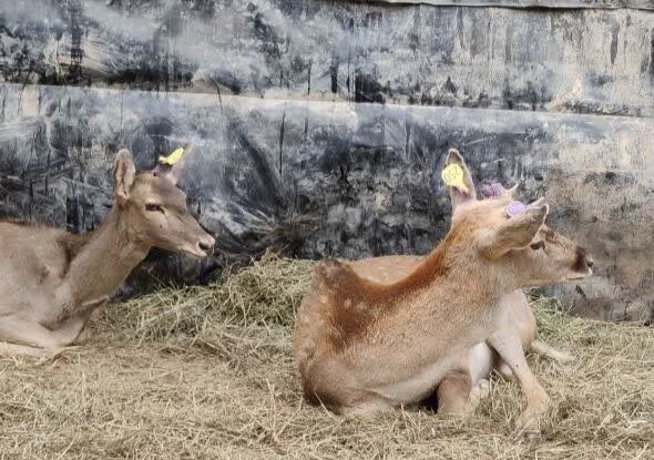 ۱۳ راس گوزن زرد ایرانی در پارک ملی دز رهاسازی شد