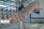 کشتارگاه ها در عرضه مرغ به بازار طبق مقررات عمل کنند