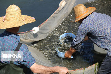 تکثیر طبیعی ماهیان در ۷۹ نقطه و ۳ رودخانه گیلان انجام می‌شود