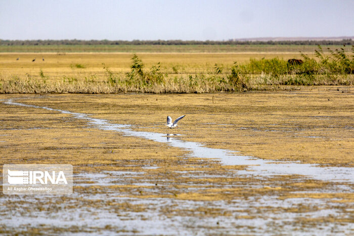 تالاب بیشه دالان و قابلیت توسعه اکوتوریسم در بروجرد