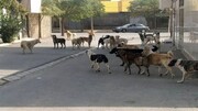 سگ‌های بی‌صاحب قانونمند می‌شوند/وزارت کشور و شهرداری‌ها مسوول ساماندهی