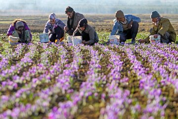 ۲۳ میلیارد تومان برای پرداخت مطالبات زعفران‌کاران خراسان‌شمالی تخصیص یافت