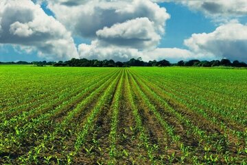تولید کشاورزی با نظام نوین ترویج و اصلاح الگوی کشت اقتصادی می‌شود