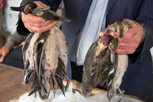 کشتار ۱.۵ میلیون پرنده در فریدونکنار/ تلاش دولت برای کاهش تلفات