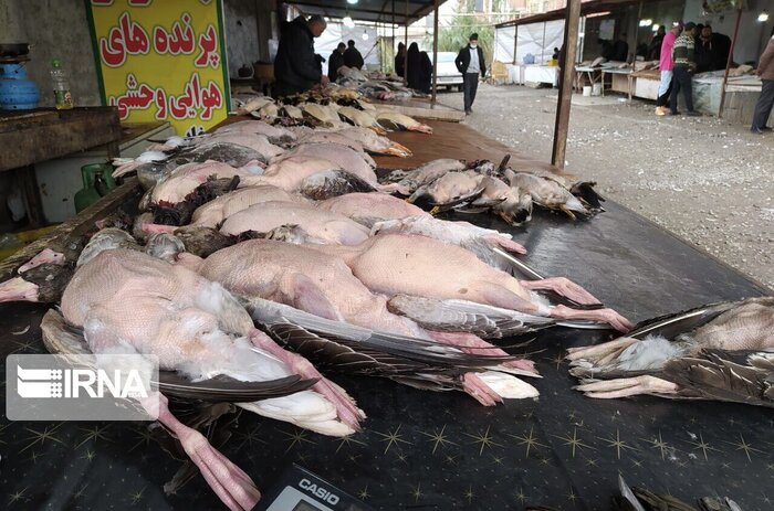 کشتار ۱.۵ میلیون پرنده در فریدونکنار/ تلاش دولت برای کاهش تلفات