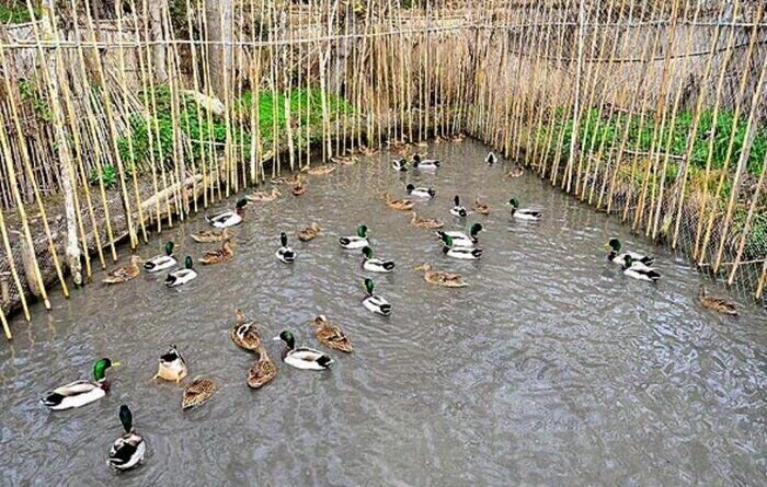 کشتار ۱.۵ میلیون پرنده در فریدونکنار/ تلاش دولت برای کاهش تلفات