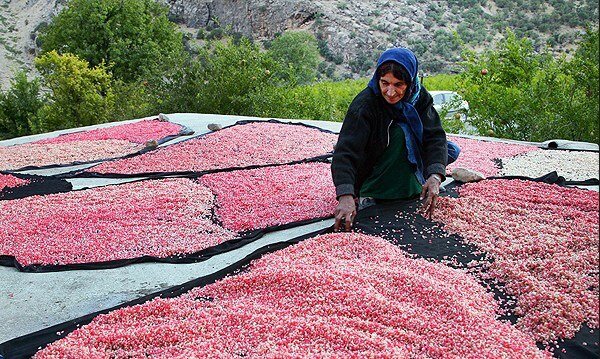 گردشگری کشاورزی، فرصتی برای درآمدزایی روستاییان