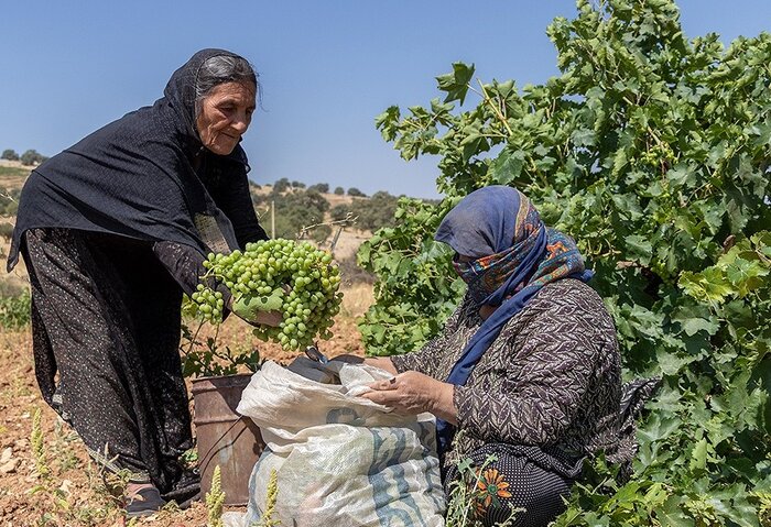 گردشگری کشاورزی، فرصتی برای درآمدزایی روستاییان