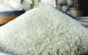 فروشگاه‌های زنجیره‌ای بیش از ۲۸ هزار تن برنج انبار شده کشاورزان مازندرانی را خریداری کردند