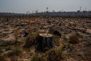 توافق  برزیل، اندونزی و کنگو برای حفاظت از محیط زیست 