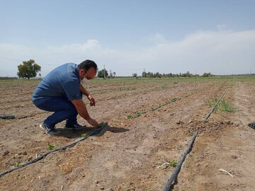 دانش‌بنیان‌ها بذر پادشاه گیاهان دارویی را بومی‌سازی کردند/هدفگذاری برای صادرات به روسیه و عراق 