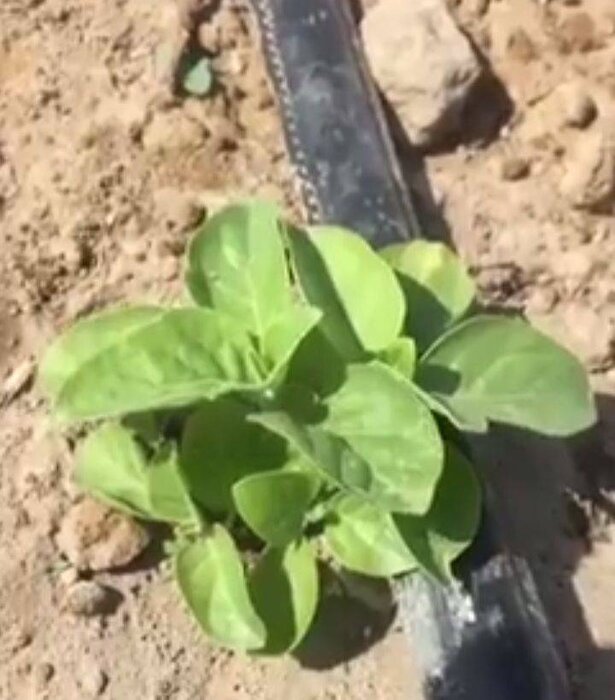 دانشبنیانها بذر پادشاه گیاهان دارویی را بومیسازی کردند/هدفگذاری برای صادرات به روسیه و عراق