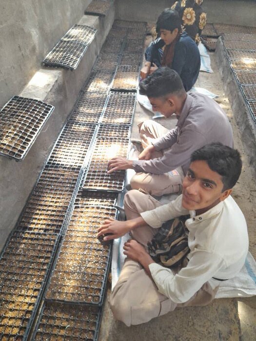 دانشبنیانها بذر پادشاه گیاهان دارویی را بومیسازی کردند/هدفگذاری برای صادرات به روسیه و عراق