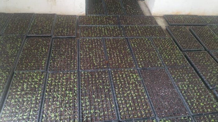 دانشبنیانها بذر پادشاه گیاهان دارویی را بومیسازی کردند/هدفگذاری برای صادرات به روسیه و عراق