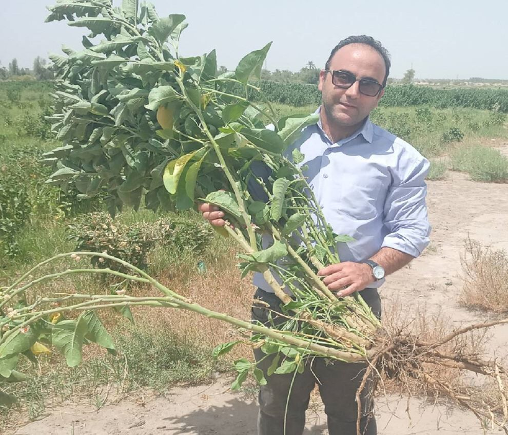 دانشبنیانها بذر پادشاه گیاهان دارویی را بومیسازی کردند/هدفگذاری برای صادرات به روسیه و عراق