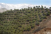 دستاورد تغییر کاربری زمین‌های شیب‌دار برای توسعه گلستان