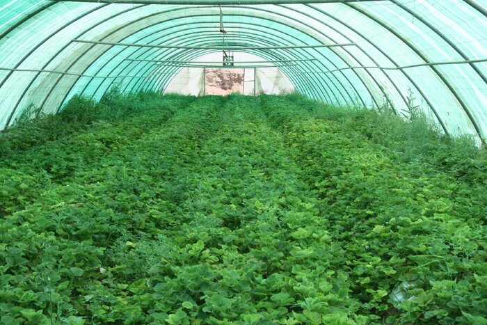 کشت گلخانهای مسیر سبز افزایش درآمد در قصرشیرین