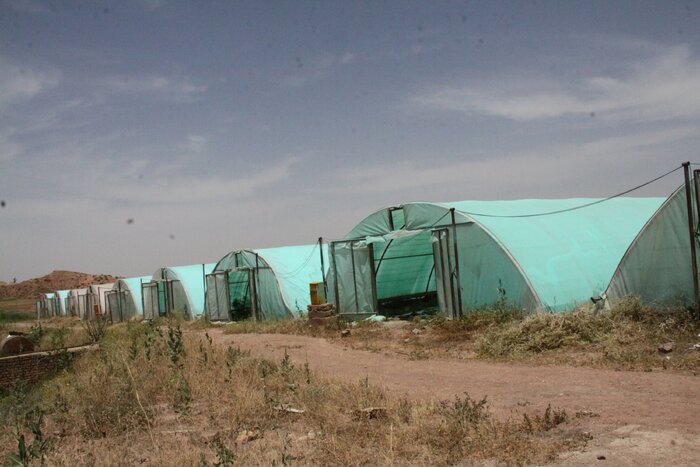کشت گلخانهای مسیر سبز افزایش درآمد در قصرشیرین
