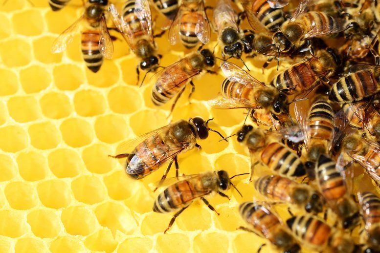 چرا عمر زنبورهای عسل کوتاه‌تر شده است؟
