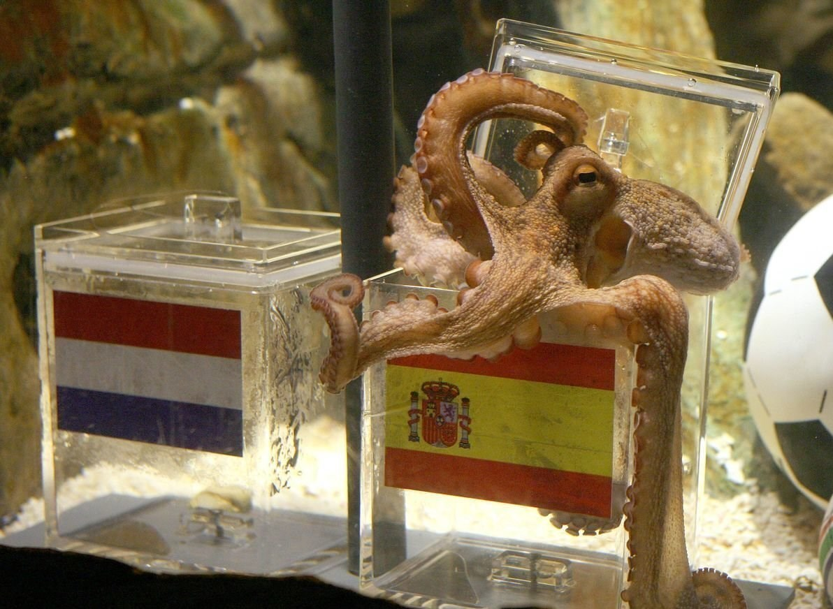 با «اختاپوس» جام جهانی را پیشبینی کنید و جایزه بگیرید