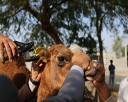 حدود ۹ میلیون راس دام در خراسان رضوی پلاک گذاری شده است