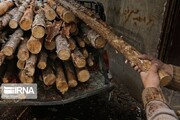۱۰ تن چوب قاچاق در مشهد کشف شد