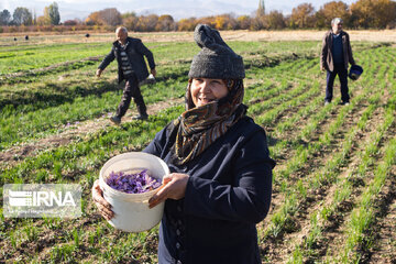 Récolte du safran dans la province de l’Azerbaïdjan de l’Est