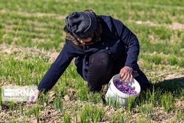 Récolte du safran dans la province de l’Azerbaïdjan de l’Est