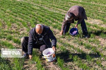 Récolte du safran dans la province de l’Azerbaïdjan de l’Est