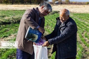 Récolte du safran dans la province de l’Azerbaïdjan de l’Est