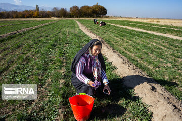 Récolte du safran dans la province de l’Azerbaïdjan de l’Est