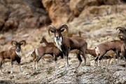 آغاز سرشماری قوچ و میش، نوید رشد حیات وحش پارک ملی گلستان