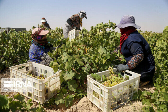 تحول چهره کشاورزی کرمانشاه با اعتبارات ۳ هزار میلیارد تومانی سفر رییس جمهور