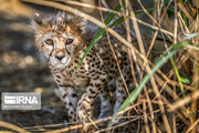 Le guépard iranien « Pirouz » sera transféré au Parc National de Tourân