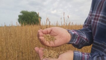 ۵ هزار تن کنجد در بوشهر برداشت می‌شود