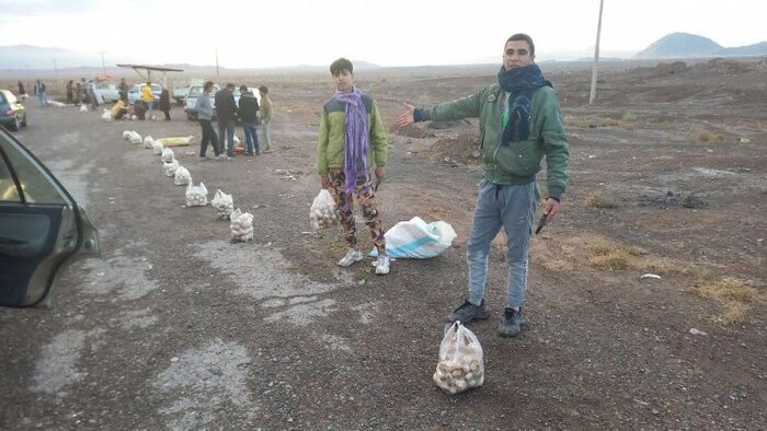 رونق تولید شلغم در بیرجند و درخواست بازارچه فروش