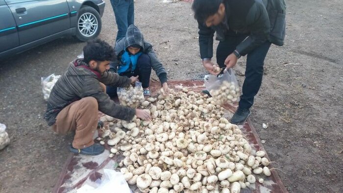 رونق تولید شلغم در بیرجند و درخواست بازارچه فروش