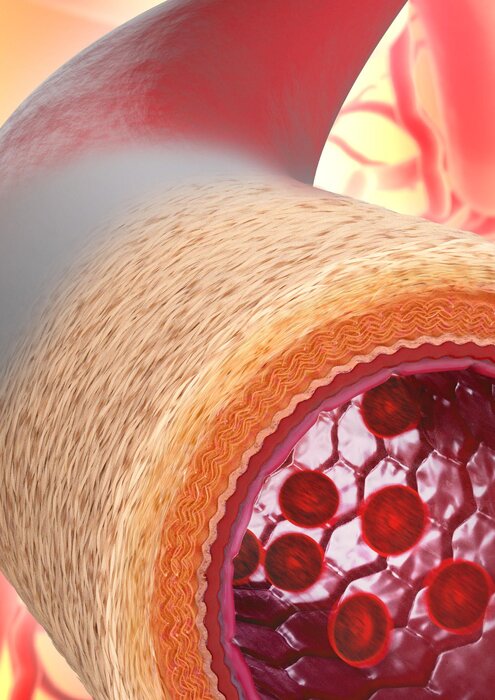 دانشمندان یک «رگ خونی زنده» تولید کردند