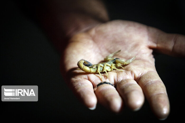 زهر عقرب، زری که باید قدرش را شناخت